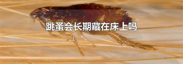 跳蚤会长期藏在床上吗