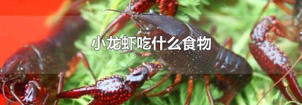 小龙虾吃什么食物
