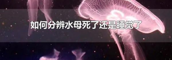 如何分辨水母死了还是睡觉了
