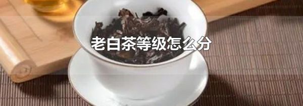 老白茶等级怎么分