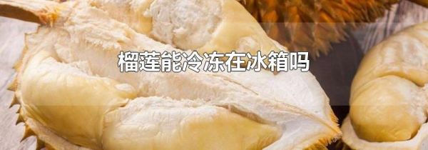 榴莲能冷冻在冰箱吗