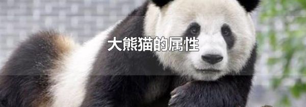 大熊猫的属性