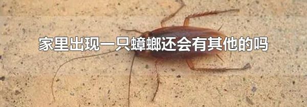家里出现一只蟑螂还会有其他的吗