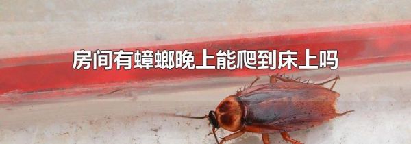房间有蟑螂晚上能爬到床上吗