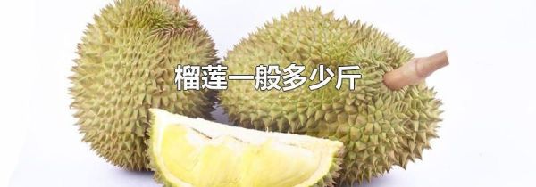 榴莲一般多少斤