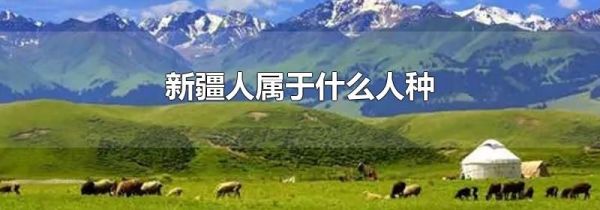 新疆人属于什么人种