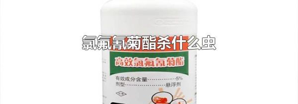 氯氟氰菊酯杀什么虫