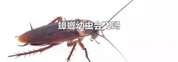 蟑螂幼虫会飞吗