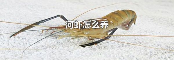 河虾怎么养