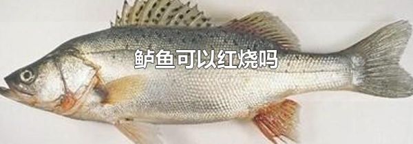 鲈鱼可以红烧吗