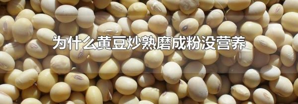 为什么黄豆炒熟磨成粉没营养