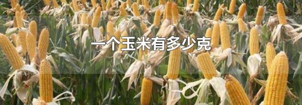 一个玉米有多少克