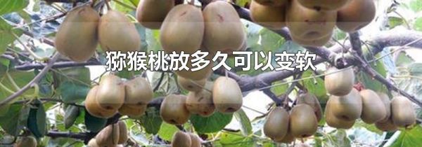 猕猴桃放多久可以变软