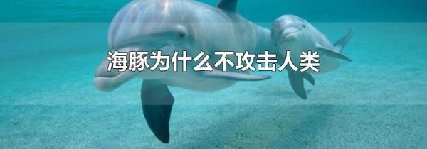 海豚为什么不攻击人类
