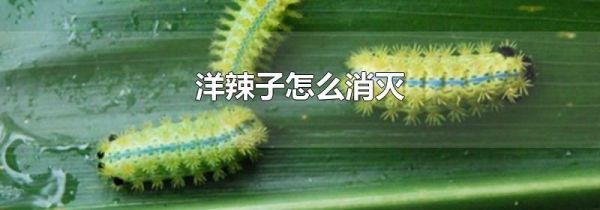 洋辣子怎么消灭