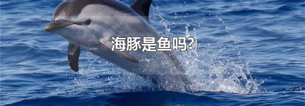 海豚是鱼吗?