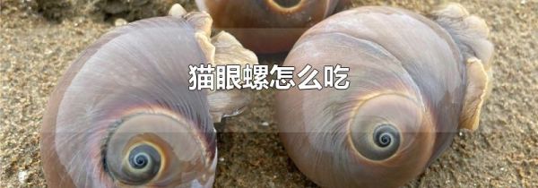 猫眼螺怎么吃