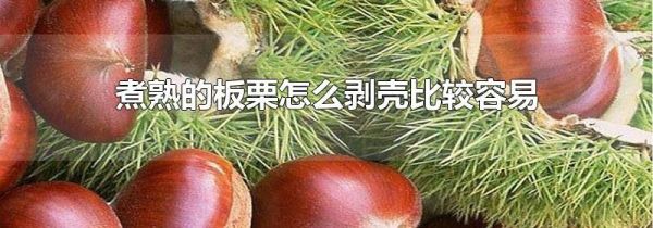 煮熟的板栗怎么剥壳比较容易