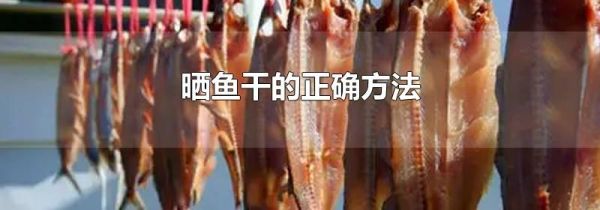 晒鱼干的正确方法