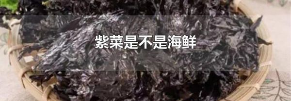 紫菜是不是海鲜