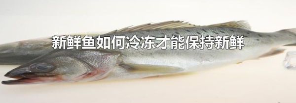 新鲜鱼如何冷冻才能保持新鲜