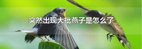 突然出现大批燕子是怎么了