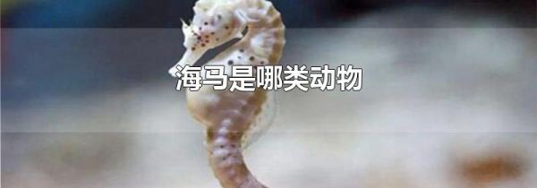 海马是哪类动物