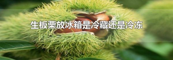 生板栗放冰箱是冷藏还是冷冻