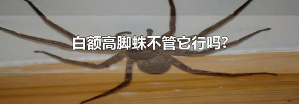 白额高脚蛛不管它行吗?