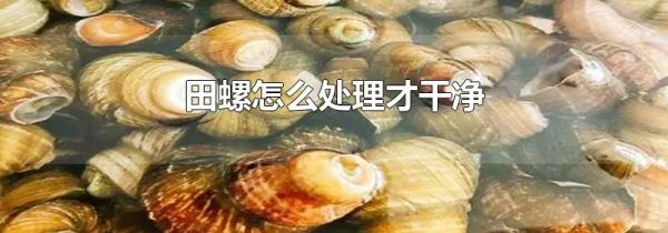 田螺怎么处理才干净