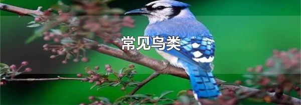 常见鸟类