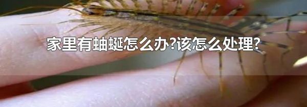 家里有蚰蜒怎么办?该怎么处理?