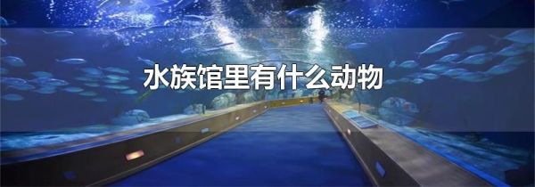 水族馆里有什么动物