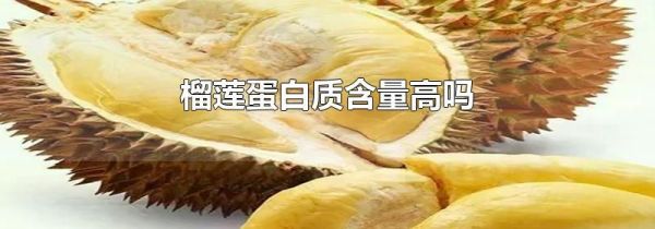 榴莲蛋白质含量高吗