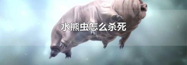 水熊虫怎么杀死