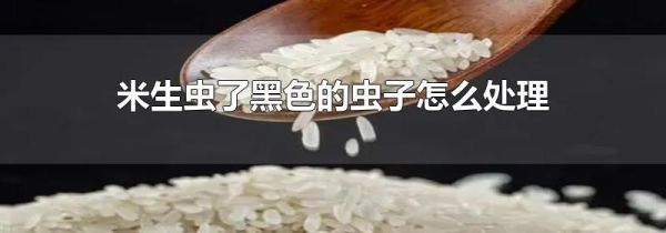 米生虫了黑色的虫子怎么处理