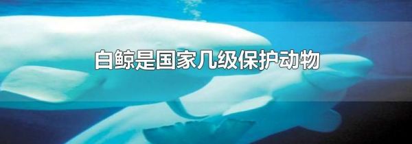 白鲸是国家几级保护动物