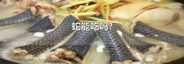 蛇能吃吗?