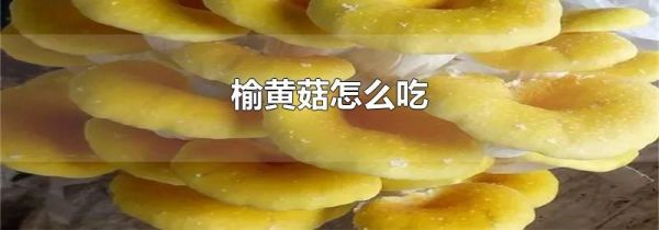 榆黄菇怎么吃