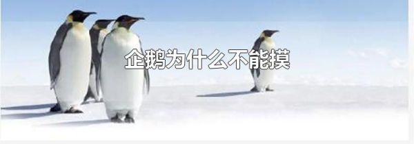 企鹅为什么不能摸