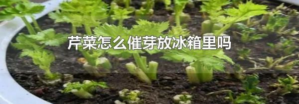 芹菜怎么催芽放冰箱里吗