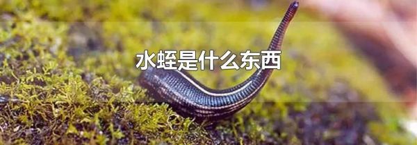 水蛭是什么东西