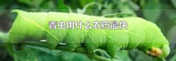 青虫用什么农药最快