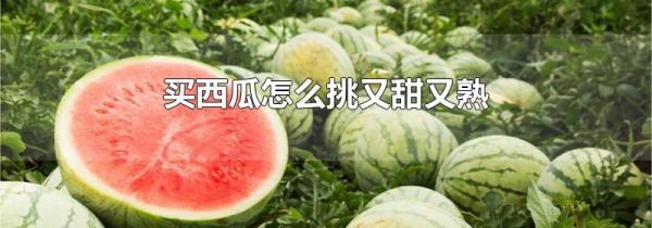 买西瓜怎么挑又甜又熟