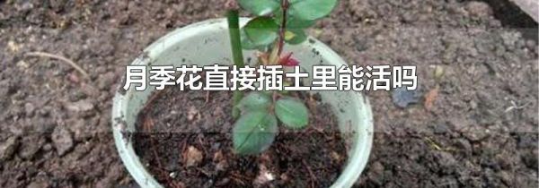 月季花直接插土里能活吗