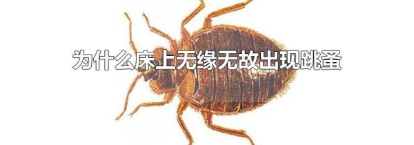 为什么床上无缘无故出现跳蚤