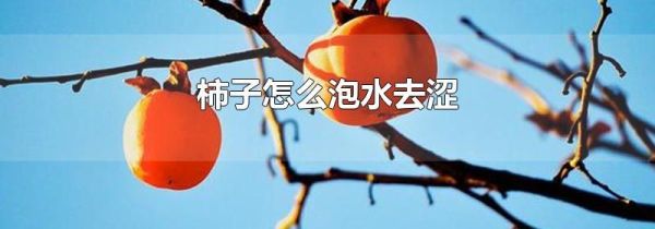 柿子怎么泡水去涩