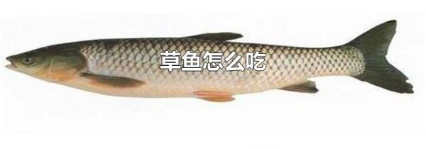 草鱼怎么吃