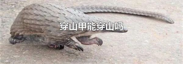 穿山甲能穿山吗