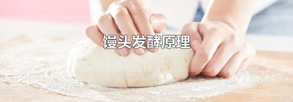 馒头发酵原理